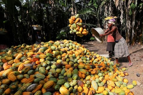 cocoa jumps 24 month to date in may as farmers protests