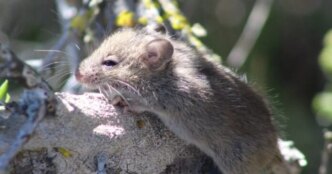 hantavirus outbreak raises fresh concerns for nigerias border health system