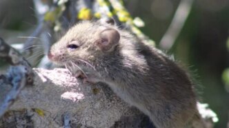 hantavirus outbreak raises fresh concerns for nigerias border health system