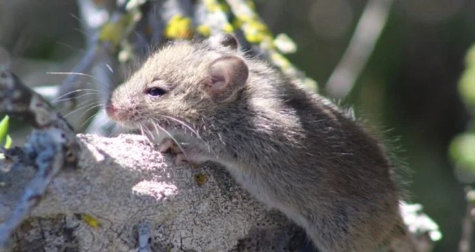 hantavirus outbreak raises fresh concerns for nigerias border health system