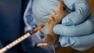 lagos urges residents to remain vigilant against lassa fever