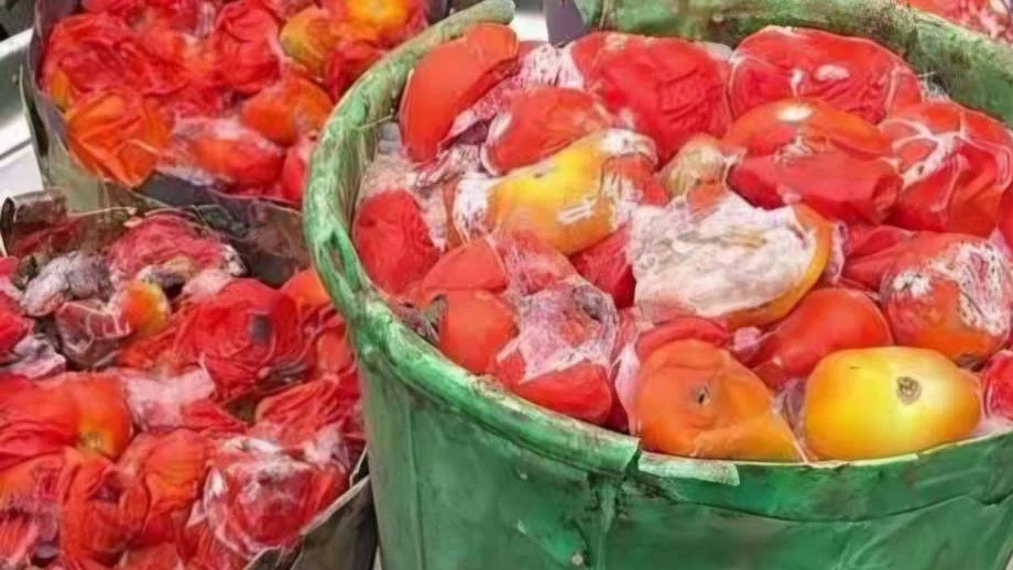 lagos warns against consumption of spoiled tomatoes