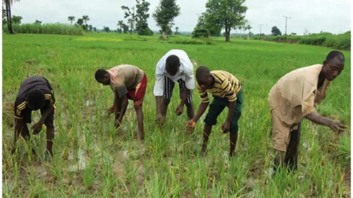 gombe farmers raise alarm over erratic rainfall